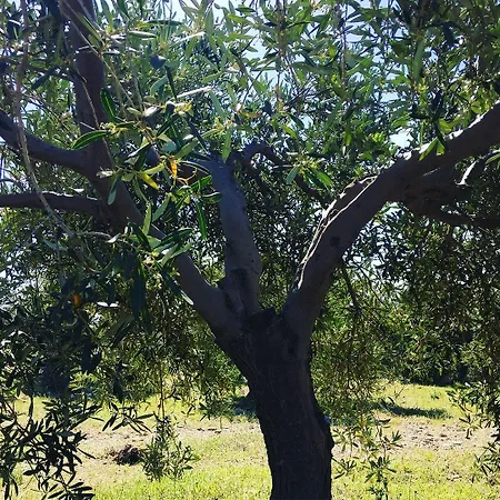 Goeknar Knidos Oasis Nature 3* داتْشا